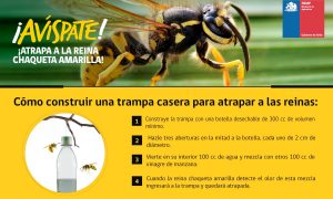 Campaña: “Avíspate, Atrapa a la Reina”