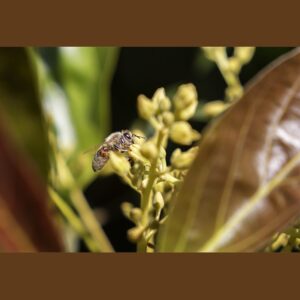 Documento de Análisis del Proyecto de Ley que Regula la Actividad Apícola aprobado por el Senado